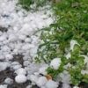 القصرين: حجر البرد يلحق أضرار متفاوتة بالزراعات الكبرى والزياتين والأشجار المثمرة في عدد من مناطق الجهة