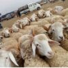 رئيس الغرفة الوطنية للقصابين:”ما يروج حول توفر أضاحي العيد و عدم الحاجة الى التوريد  مغالطة”