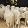 الفلاحون يلجؤون إلى الفايسبوك لبيع أضاحي العيد …