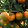 تطوّر صادرات القوارص التونسية بـ46 %