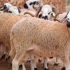 اليوم …عيد الأضحى  استثنائي في المغرب…