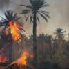 قبلي: ألسنة النيران تلتهم 4 هكتارات من واحة” البلجيكية”