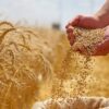 التمديد مجددا في أجل التمتع بالمنحة الاستثنائية للتسليم السريع لكميات الشعير