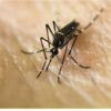 وزارة الصحة:” لا إصابات بفيروس Chikungunya في تونس”
