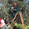 القيروان :انطلاق موسم جني الزيتون في نوفمبر وصابة تُقدر بـ248 ألف طن