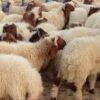 استرجاع قطيع أغنام سُرق بمعتمدية الشبيكة