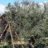 موسم جني الزيتون بسيدي بوزيد: تقديرات المحصول هذا العام تتجاوز 500 الف طن