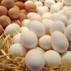 5 أطعمة ومشروبات تجنبها مع البيض