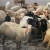 سرقة 18 رأسا من الأغنام ببوحجلة