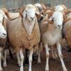 استرجاع قطيع أغنام مسروق في بوحجلة