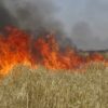باجة: حريق يلتهم 3.5 هكتارات من القمح الصلب بسيدي عامر بتستور